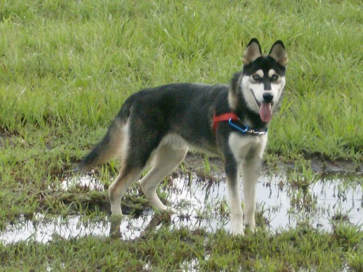 Salimos de paseo y aqui esta en un charco jugando a enbarrialarse.